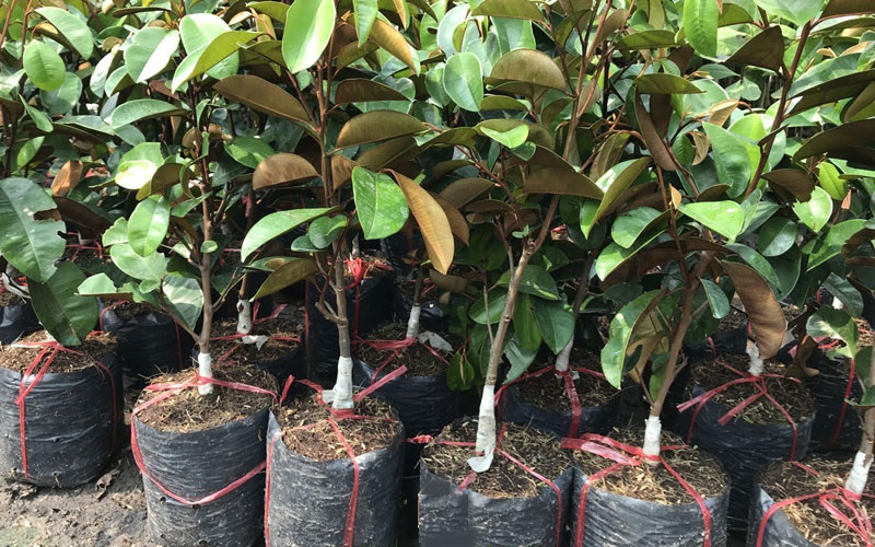 CÂY VÚ SỮA- ĐỦ SIZE LỚN NHỎ Cây Vú Sữa