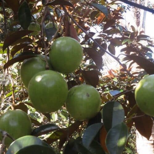 CÂY VÚ SỮA- ĐỦ SIZE LỚN NHỎ