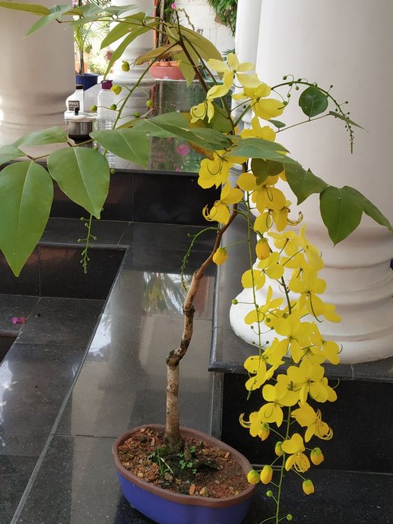 CÂY MUỒNG HOÀNG YẾN - BÒ CẠP NƯỚC Cây Muồng hoàng yến