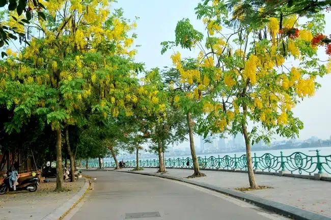 CÂY MUỒNG HOÀNG YẾN - BÒ CẠP NƯỚC Cây Muồng hoàng yến
