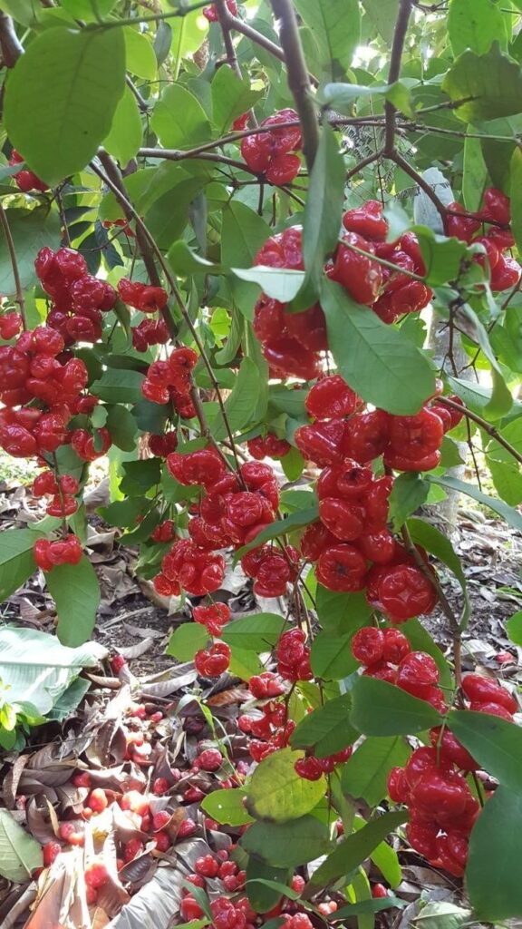 CÂY MẬN MIỀN NAM Cây Mận niềm Nam - quả