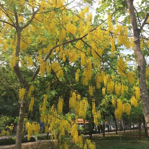 Cây Muồng hoàng yến