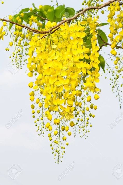 CÂY MUỒNG HOÀNG YẾN - BÒ CẠP NƯỚC Bo cap nuoc chum hoa