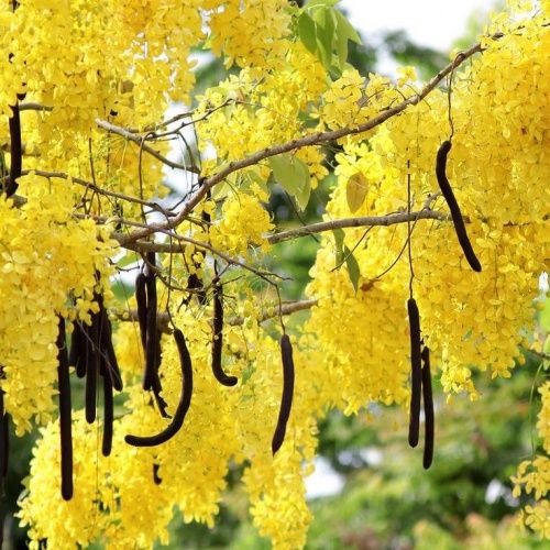 CÂY MUỒNG HOÀNG YẾN - BÒ CẠP NƯỚC Cây Muồng hoàng yến