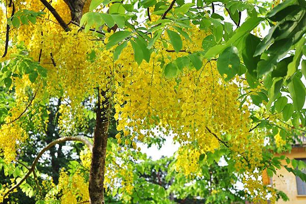 Cây Muồng hoàng yến