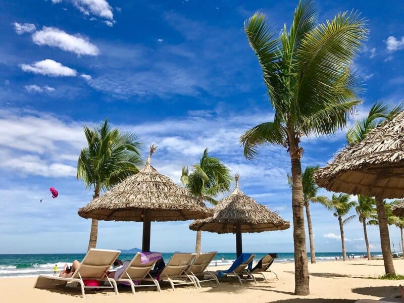 CÂY DỪA Cây dừa