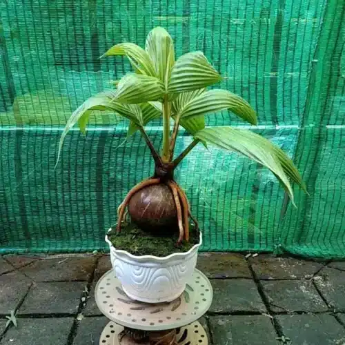 Cây dừa