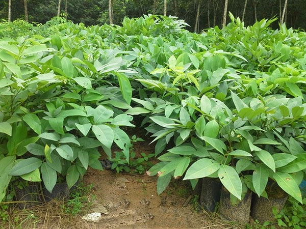 CÂY MUỒNG HOÀNG YẾN - BÒ CẠP NƯỚC Cây Muồng hoàng yến