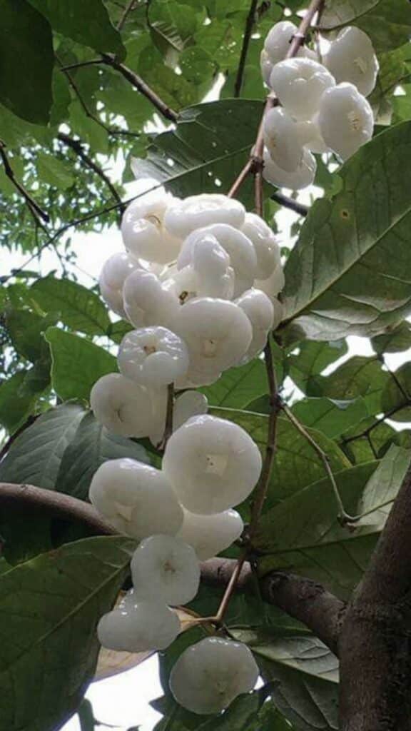 CÂY MẬN MIỀN NAM Cây Mận niềm Nam - quả trắng
