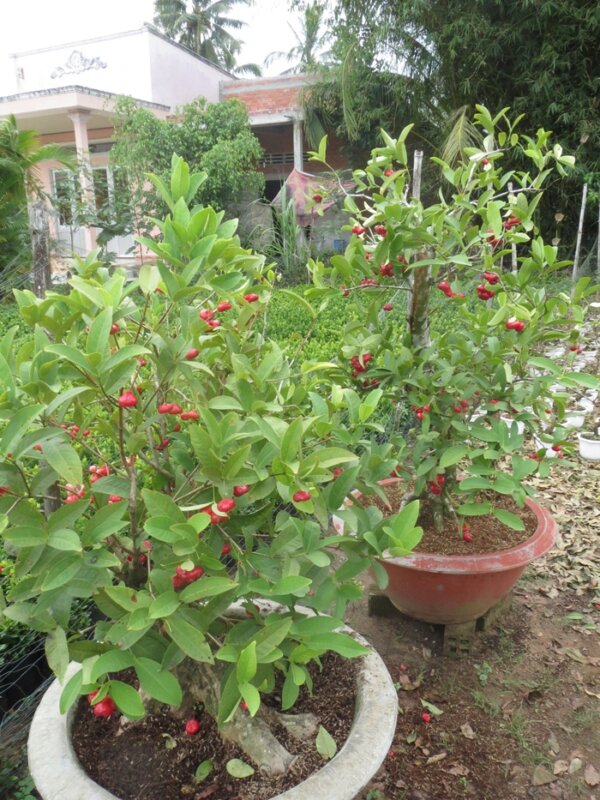 CÂY MẬN MIỀN NAM Cây Mận niềm Nam