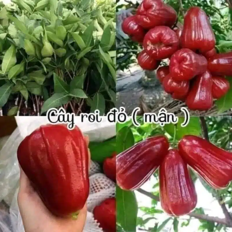 CÂY MẬN MIỀN NAM Cây Mận niềm Nam