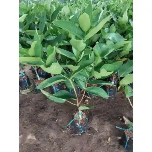 Cây Mận niềm Nam