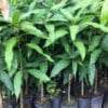 Cây Xoài cây xoài giống