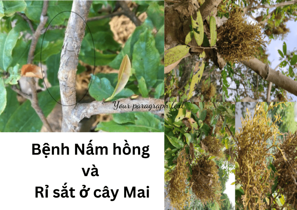 CÂY MAI VÀNG NGÀY TẾT FOOD MENU 4