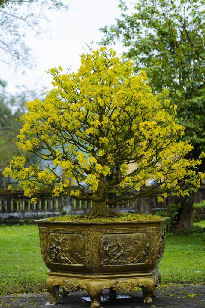 CÂY MAI VÀNG NGÀY TẾT Mai Vang 14