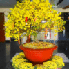 Mai vàng trang trí Tết