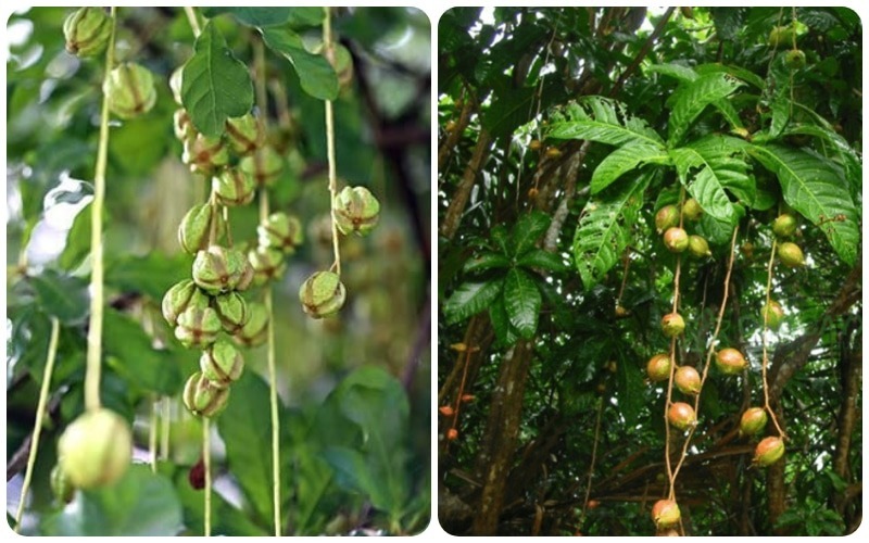 CÂY LỘC VỪNG y nghia hoa loc vung cach trong va cham soc cay loc vung tot cho phong thuy 202107231930326822 1