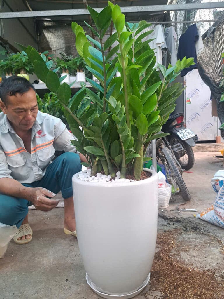 Cây Tặng Khai Trương - Lựa Chọn Ý Nghĩa Cho Sự Thịnh Vượng cay kim tien tang khai truong