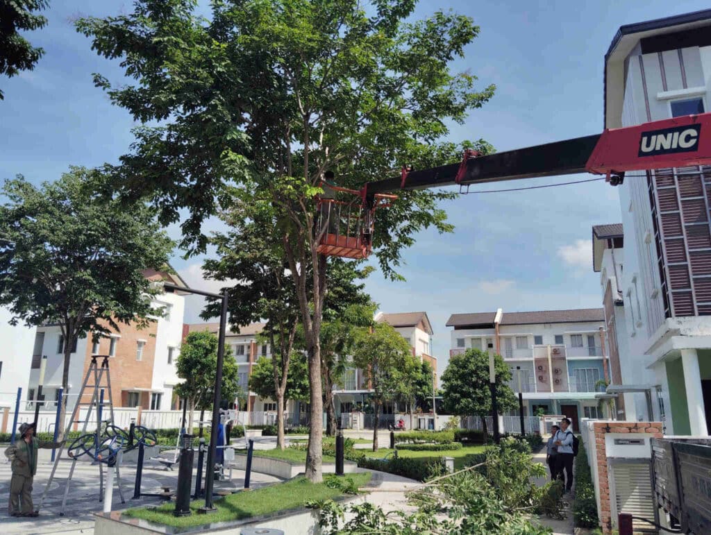 Dịch Vụ Cắt Cây, Chặt Cây, Cưa Cây Giá Rẻ Tại Thành Phố Hồ Chí Minh dich vu cat cay